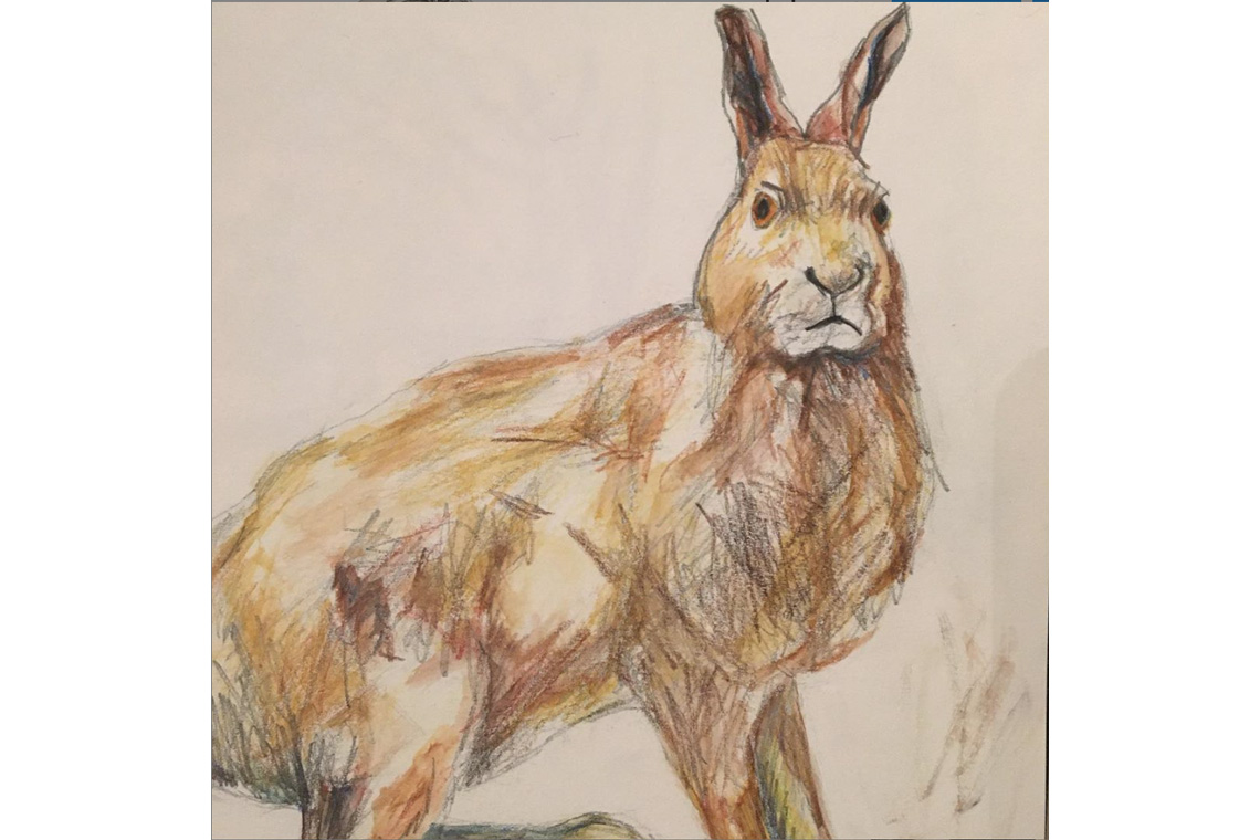 Mountain hare, graphite and watercolour - 2017